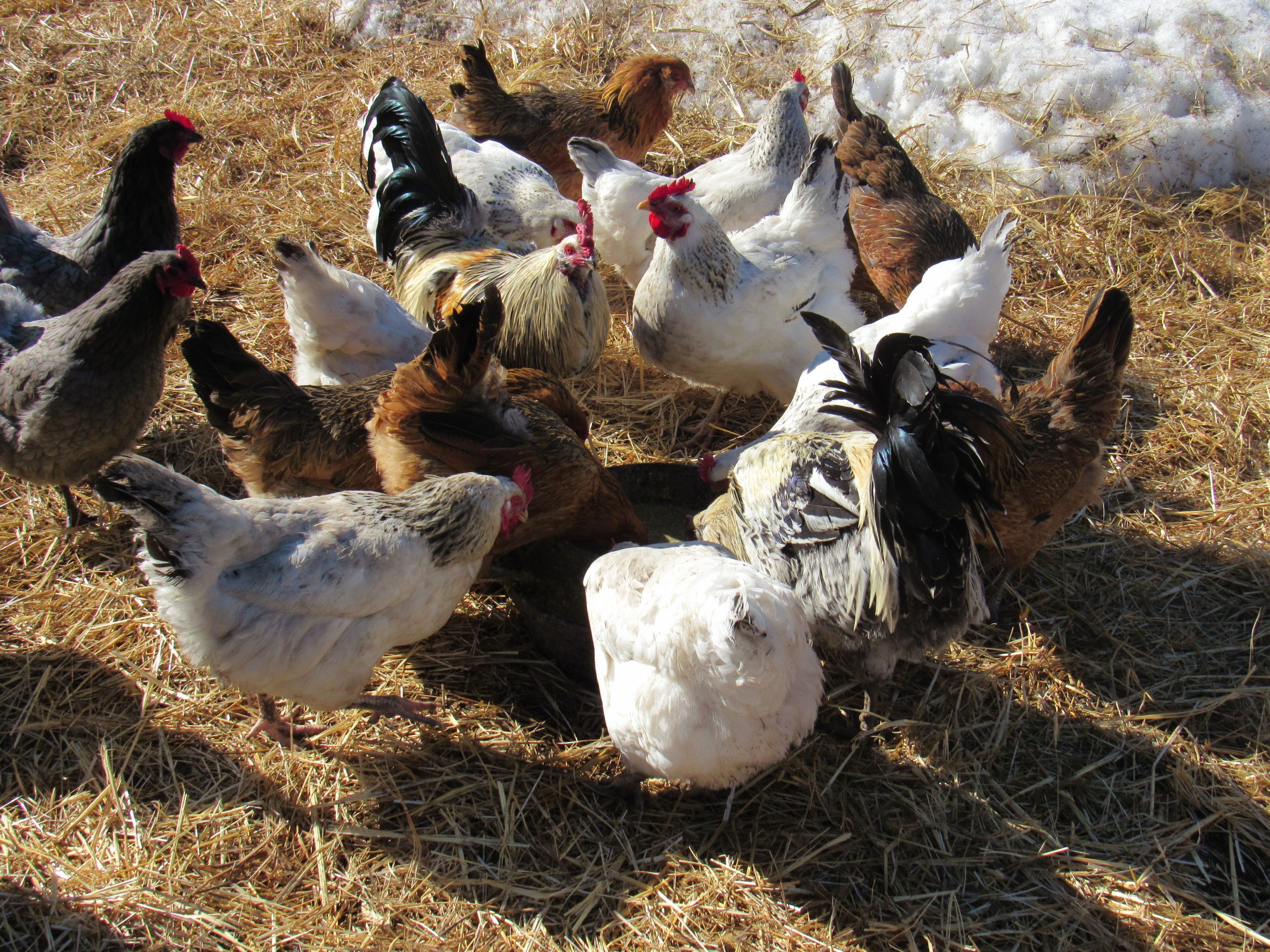 Fermenting Feed for Livestock - Highland Glenn Ranch