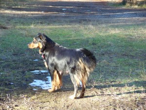 black and tan english shepherd