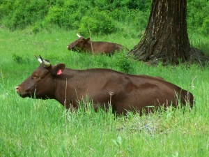 WEB Colette and Cassie 100_3255