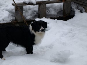 Apollo