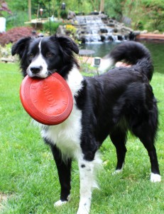 Cooper