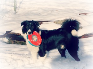 Niamh black and white english shepherd