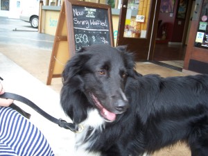 Toby
