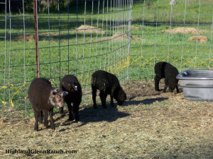 2015 lambs- WEB