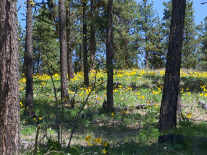 balsam root on hillside- WEB