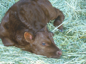 American Milking Devon bull calf