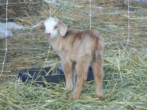 Jasper- Brie's buckling