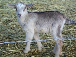 Opal- Brie's doeling we will keep
