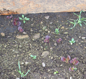 lettuce seedlings that survived through... winter with no heat