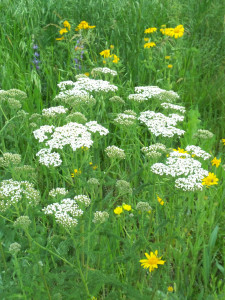 Yarrow