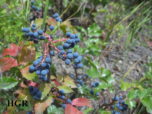 Oregon Grape