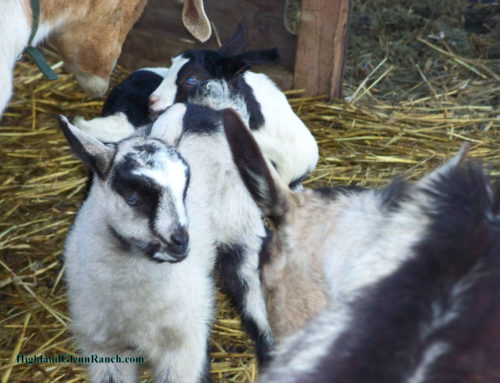 Goat Kids Arrived!