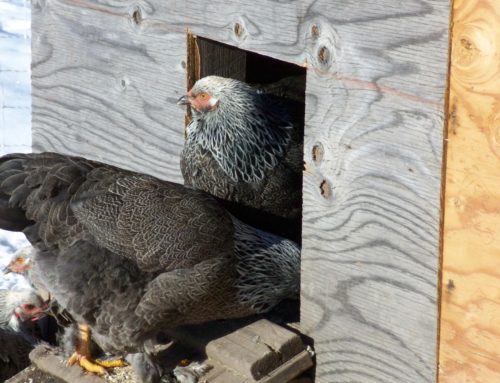 Brahma Flock Update