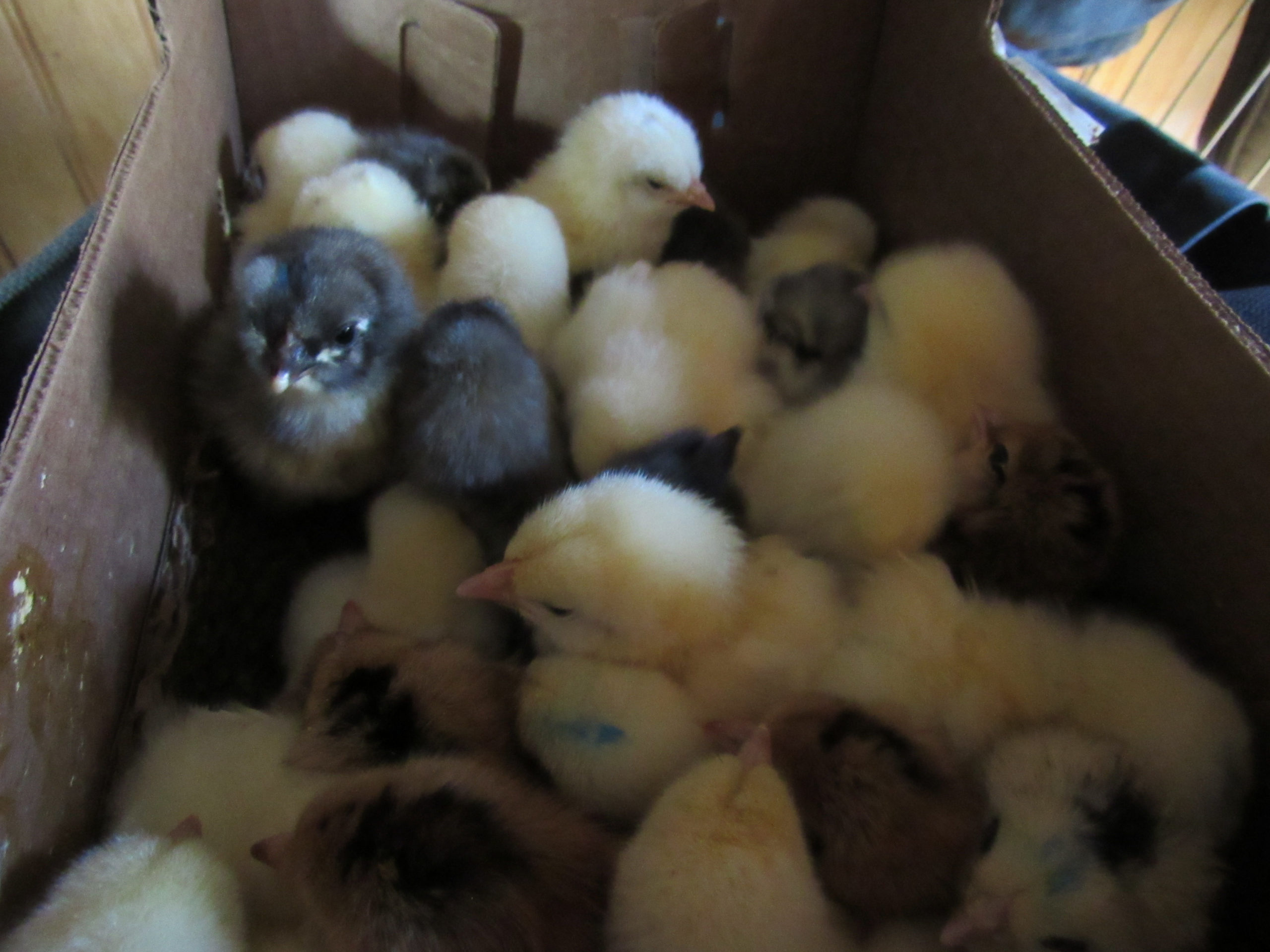 New Chicks on the Ranch