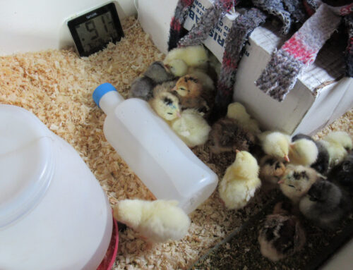 Brooding Chicks With Zero Electricity