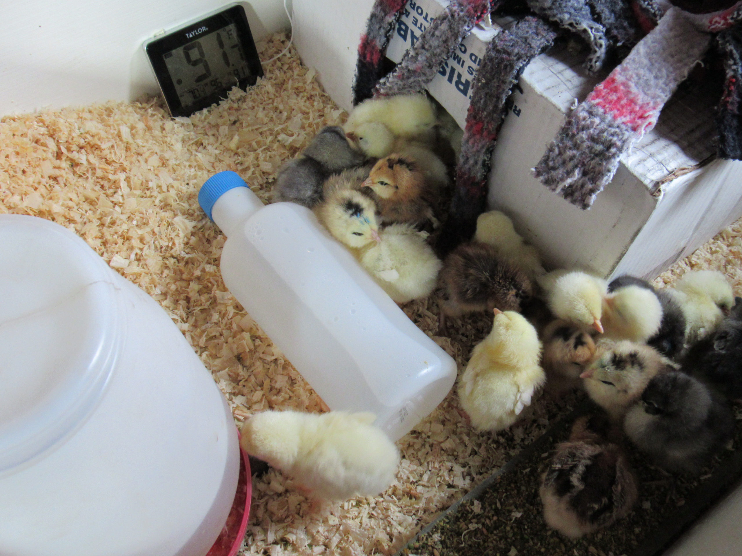 Brooding Chicks With Zero Electricity