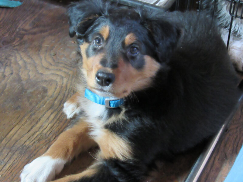 Meet Tadhg! - Highland Glenn Ranch