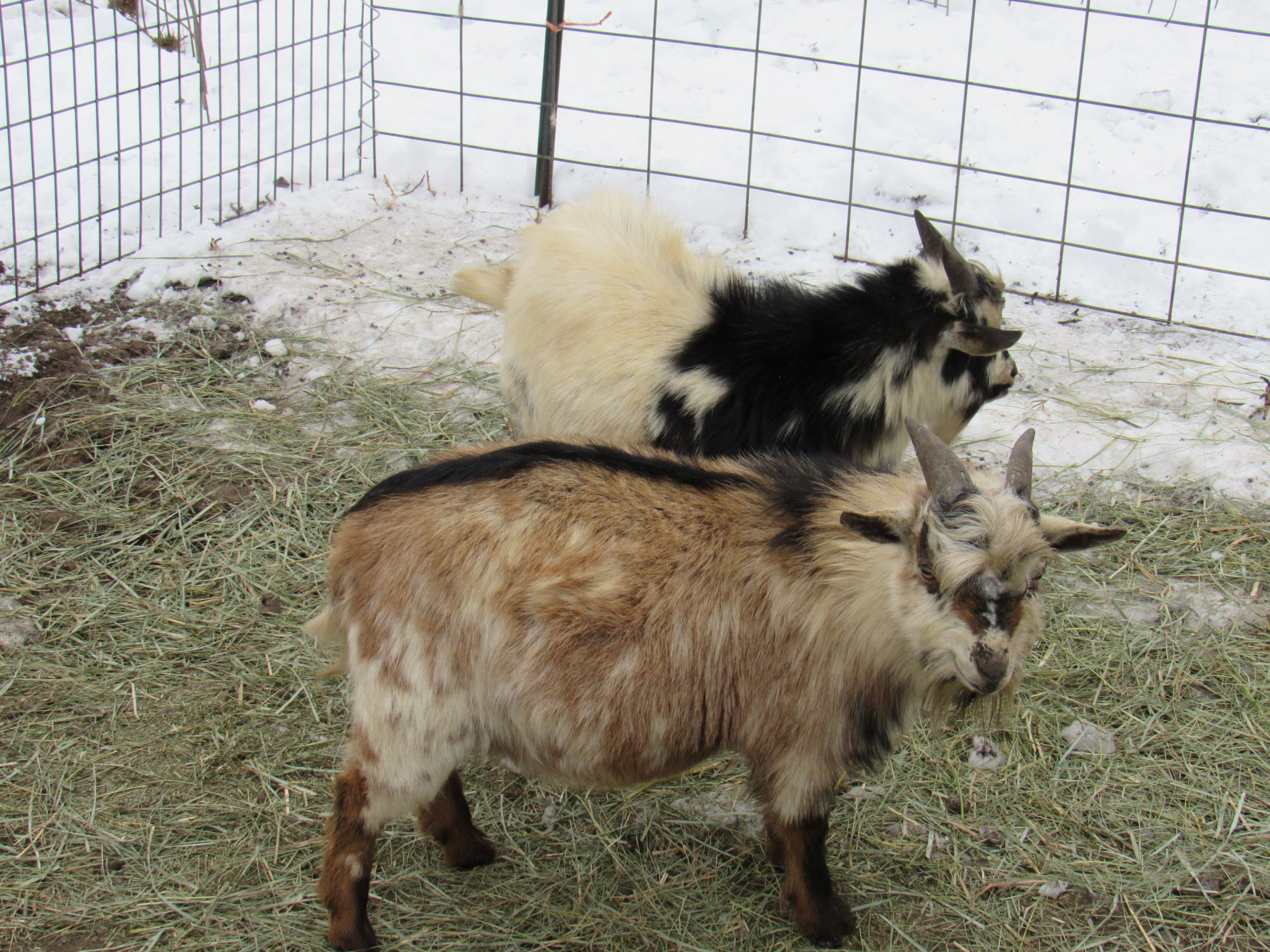 nigerian dwarf goat bucks
