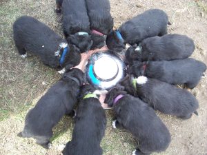 puppies eating raw meat meal