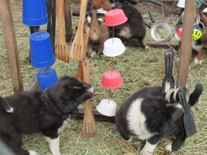 puppies with puppy adventure box